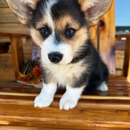 Nova - Black and tan female Pembroke Welsh Corgi puppy in El Dorado Springs, Missouri from Trixie Dixie