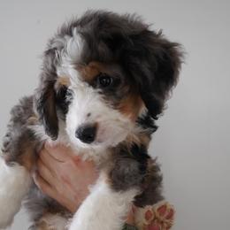 Boy 3 - Tri-color Bernedoodle puppy in Murray, Utah from Bernepups