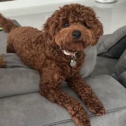 Goldendoodles from Mini Doodles