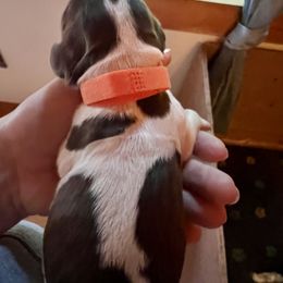 Arange - Liver and white male English Springer Spaniel puppy in Wells, Vermont from Everyday Sunshine Springers