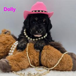 Dolly - Tri-color female Bernedoodle puppy in Summerville, South Carolina from Channys Doodles