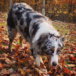Bella - Australian Shepherd