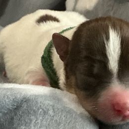 Navi - Black and white male Companion Cross puppy in Mankato, Minnesota from Niko Terriers