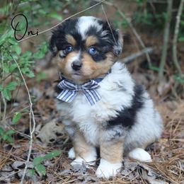 Oni - BMM1 - Blue merle male Toy Australian Shepherd puppy in Nacogdoches, Texas from TK Standard, Mini, & Toy Aussies