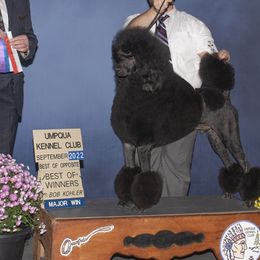 Milo - Poodle