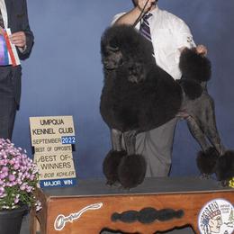 Milo - Poodle