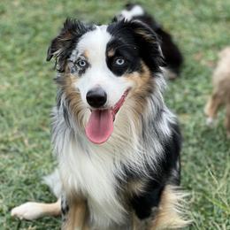 Miniature Australian Shepherds from Flying H Mini Aussies