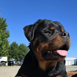 Arktouse - Rottweiler