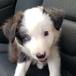 "Seal and White Male "Rayne"" Border Collie Puppies from Oddity Kennels