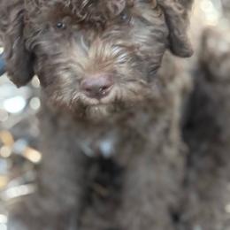 Gemma Bellincioni Della Fino Fino - Brown female Lagotto Romagnolo puppy in Santa Fe, New Mexico from Fino Lagotto