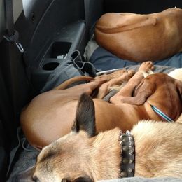 Rhodesian Ridgeback Puppies from Fawn Millette