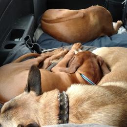 Rhodesian Ridgeback Puppies from Fawn Millette