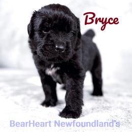 Bear - Black male Newfoundland puppy in Cortez, Colorado from Bear Heart Newfoundlands, LLC