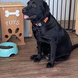 Dilute Retriever, French Bulldog, Labrador Retriever, and Leonberger Puppies from QVR Labradors and Leonbergers