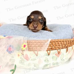 Rue - Chocolate and tan female Dachshund puppy in Greenville, North Carolina from The Gorman Farms
