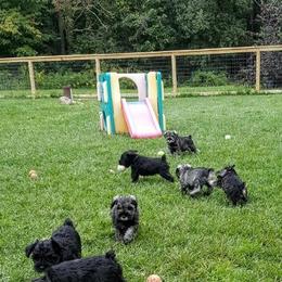 Miniature Schnauzer Puppies from Tymeless Farm