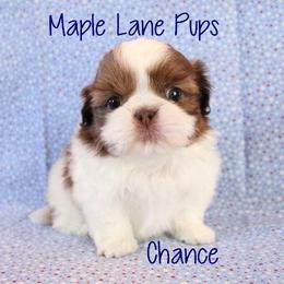 Maple Lane Pups breeder of Shih Tzu