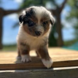 Marshall - Blue merle male Miniature Australian Shepherd puppy in Doddridge, Arkansas from Huddleston Farm