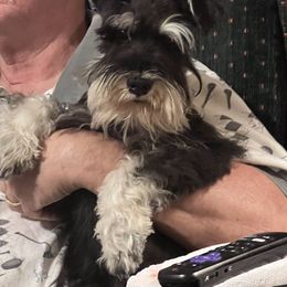 Miniature Schnauzer Puppies from Texas Schnauzers