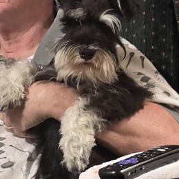 Miniature Schnauzer Puppies from Texas Schnauzers