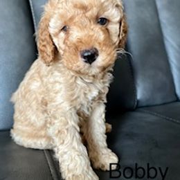 Assorted Doodle Crosses and Bernedoodle Puppies from WS Doodles