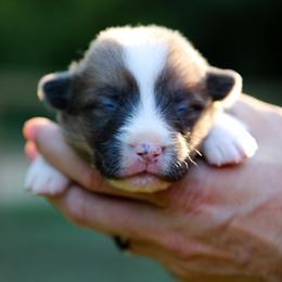 Flush - Sable female Pembroke Welsh Corgi puppy in Star City, Arkansas from Say When Corgi Co.