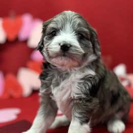 Boy 4 - Blue merle Aussiedoodle puppy in Leitchfield, Kentucky from Salt River Kennels