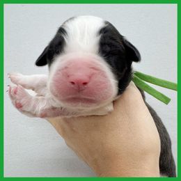 Green - Mahogany and white male Saint Bernard puppy in Ladysmith, Wisconsin from Northwoods Saint Bernards