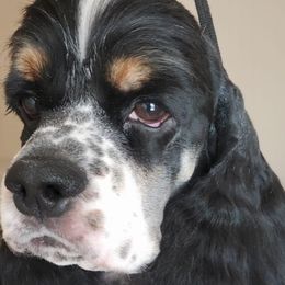 Afghan Hounds and Cocker Spaniels from Michele's Pups