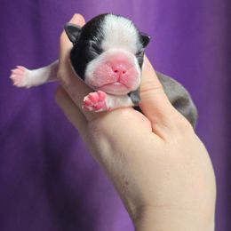 Female 2 - Black brindle and white female Boston Terrier puppy in Denver, Colorado from Diamonds In The Ruff Boston Terriers