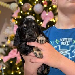 Daisy - Black and cream female Dachshund puppy in Hornbeck, Louisiana from A&Z Mini Dachshunds