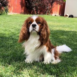 Arlo - Blenheim male Cavalier King Charles Spaniel puppy in Tooele, Utah from Ikkes Cavaliers MRI cavaliers in Utah