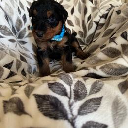 Lite Blue - Black and tan male Airedale Terrier puppy in Anderson, California from Airedales of Myriad Ranch