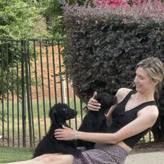 Curly-Coated Retriever Puppies from Pizzazz Retrievers