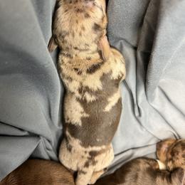 Dachshund Puppies from Honey Creek Doxies