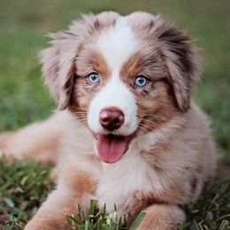 Miniature Australian Shepherds from Aussie Jamboree