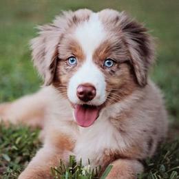 Miniature Australian Shepherds from Aussie Jamboree