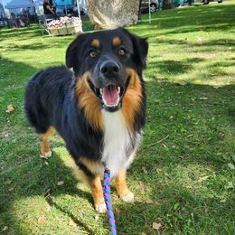 Australian Shepherd All Grown Up from Eventide Australian Shepherds