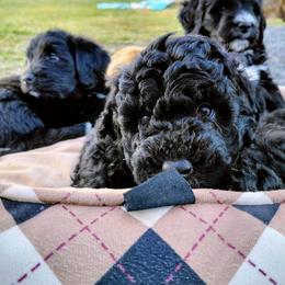 Assorted Doodle Crosses Puppies from Southern Star Goldendoodles