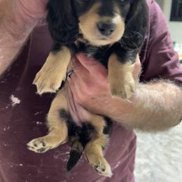 Dachshund Puppies from Lakeshore Dachshunds