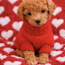 Pup - Red  female Goldendoodle puppy in Metairie, Louisiana from Maggies Goldendoodles of Louisiana