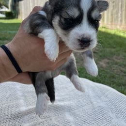 Siberian Husky Puppies from Fly Siberian