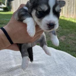 Siberian Husky Puppies from Fly Siberian