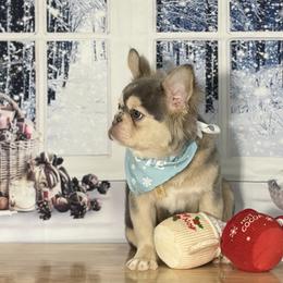 Polaris - Blue fawn male French Bulldog puppy in Plano, Illinois from Velvet Fluffy Pups