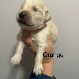Orange male - Golden male Golden Retriever puppy in Jesup, Georgia from Painted Platinum Retrievers (Painted Platinum Kennel) PPK