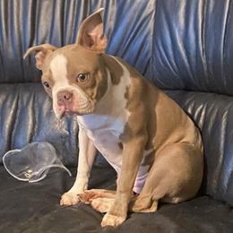 Shiloh Wise - Boston Terrier