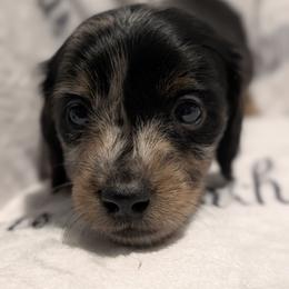 Male 2 - Dapple male Dachshund puppy in Columbus, Ohio from Bumpkins Dachshunds