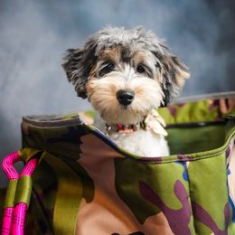 Bernedoodle, Goldendoodle, Schnoodle, and Sheepadoodle Puppies from Boise Doodle Co.