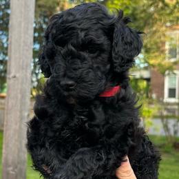 Nova - Black Labradoodle puppy in Lowville, New York from Double B Doodles