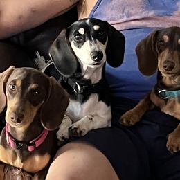Dachshunds from Ide's of March Dachshunds